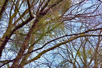 Branches against blue sky in winter, Coventry, England 