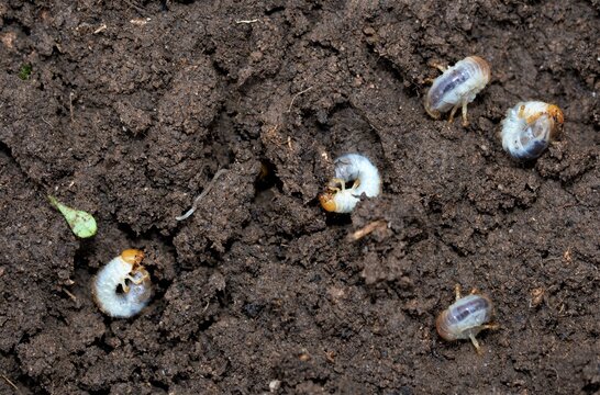 A collection of Chafer grubs that have decimated a Doncaster lawn, in October 2020.
