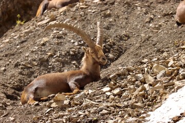 old ibex with big horns lying on stones.