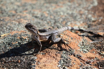 lizard looking in australia outback, wildlife down under