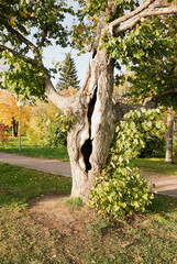 Fototapeta na wymiar A tree trunk with a deep cleft.