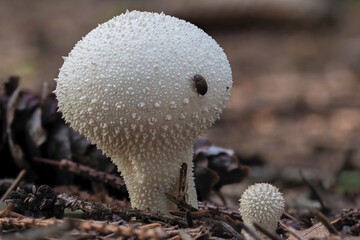 The Warted Puffball (Lycoperdon perlatum) is an edible mushroom