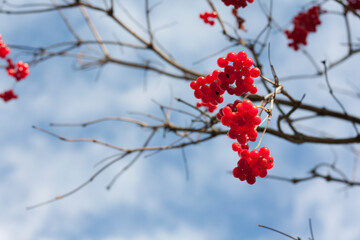 red berries on snow