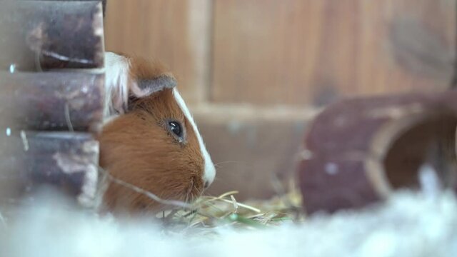 the guinea pig close up
