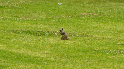 Squirrel at Los Angeles Coastal Zone