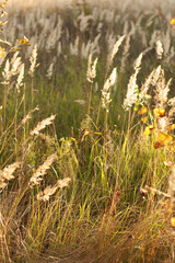 ears of grass in the contour light on the field