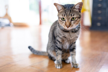 Close up a cute cat sitting in the living room with blurred background with copy space. Looking at the camera. Animal and relaxation concept..