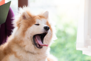 Close up an Akita brown dog sitting with women in the living room beside the windows. Outside the window is the garden. Yawning dog. Relaxation and winter holidays concept