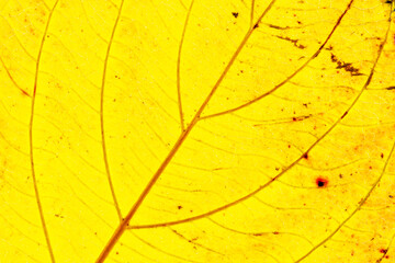 Naklejka na ściany i meble Texture of a yellow colorful autumn leaf use as natural abstract background. Cell structure. Detail nature.