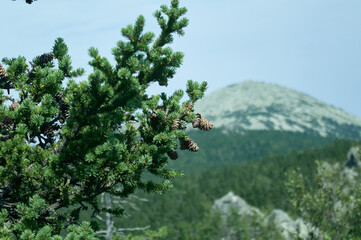 Beautiful mountain landscape with fir-tree on foreground
