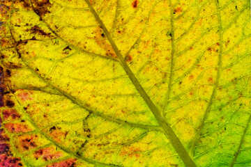 Texture of a yellow, green colorful autumn leaf use as natural abstract background. Cell structure. Detail nature.