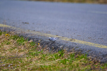 little bird crossing the street