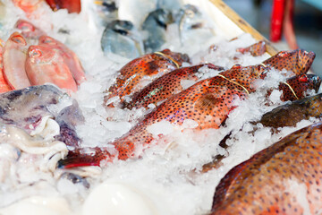 Close up view of raw uncooked sea fish with ice cubes.