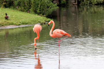 A close up of a Flamingo