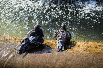 A pair of pigeons making a bath in a fountain. Timisoara, Romania.