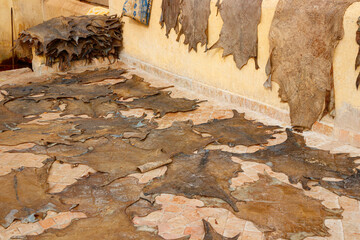 Goat hides used for traditional leather production drying on a tile floor and hanging from the wall...