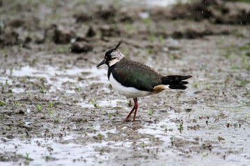 A close up of a Lapwing
