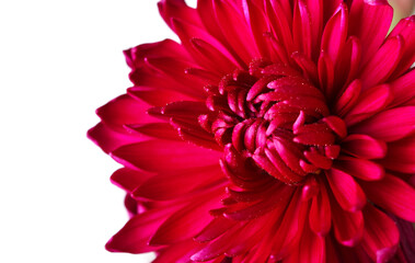 Red chrysanthemum