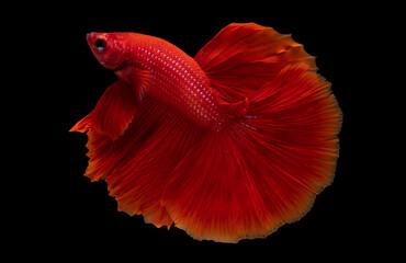 Betta Siamese fighting fish, Rhythmic of betta fish (Halfmoon red) isolated on black background. Swim and moving with aggressive action in freshwater. Popular aquarium fish. Luxury fish in Thailand