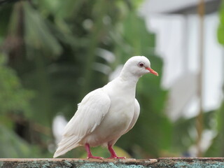 white pigeon in the forest