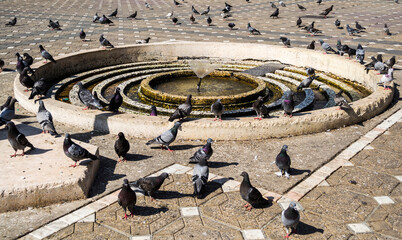 A lot of pigeons around of a fountain, Timisoara, Romania.