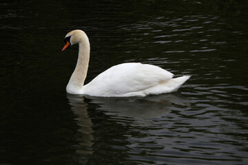 A close up of a Mute Swan