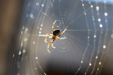 Male bridge spider Larinioides sclopetarius sitting in the middle of web. Macro photography of wildlife. 