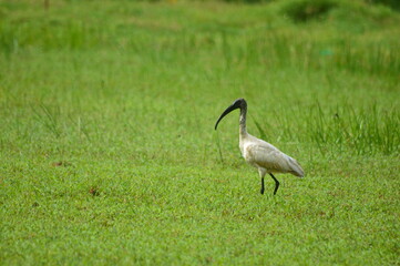 black crowned crane