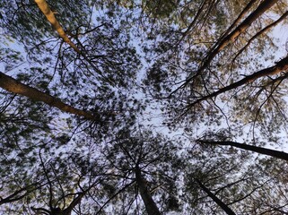 trees in the sky