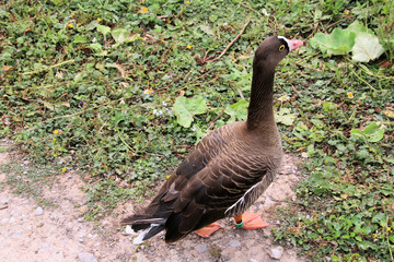 A close up of a White Fronted Goose