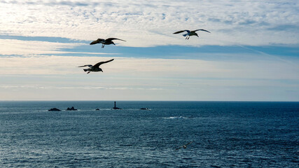 Seagulls over the sea