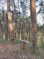 seat in the forest