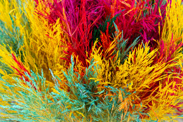 front view colorful flowers background