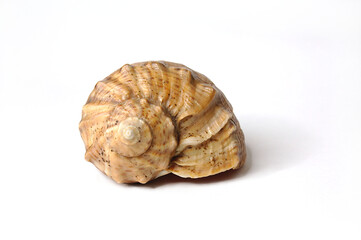Sea shell, isolated on white background.