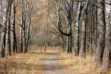 Fototapeta premium Birch alley on an autumn sunny day. Branches of trees with dry orange leaves in the autumn forest. Autumn landscape on a clear sunny day. Wildlife in autumn in central Russia.