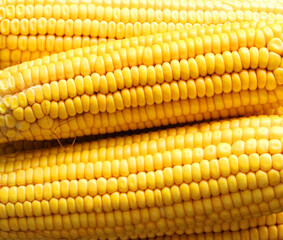 close up of corn fresh