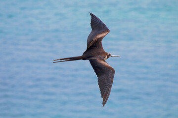 Flying over the frigate bird