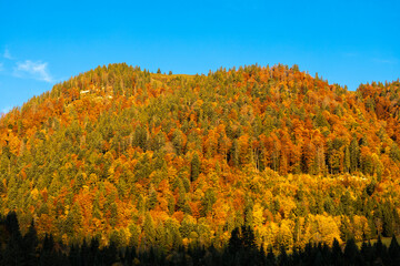 Fototapeta premium autumn forest near Dachstein in Austria