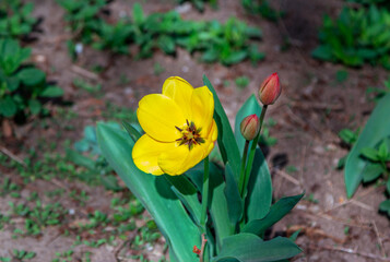 Obraz na płótnie Canvas Beautiful yellow tulip flower, growing in the garden. Spring nature. 