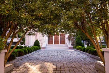 Fototapeta premium front view Green leafy tree background