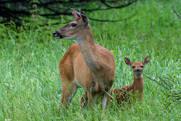 Doe and Fawn