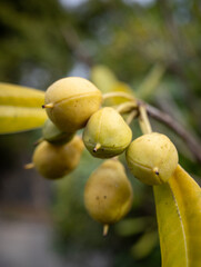 figs on a tree