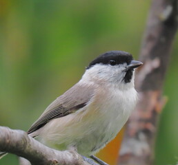 Marsh tit (Poecile palustris) perching/posing on a tree branch, singing, with a beautiful natural coloured background. Common bird posing during, with natural coloured background behind.