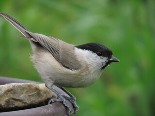 Marsh tit (Poecile palustris) posing leaving from a bird bath with tail up with a beautiful natural...