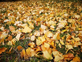 fallen autumn leaves