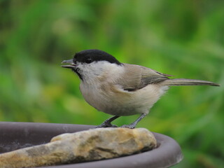 Marsh tit (Poecile palustris) drinking water. Beautiful marsh tit drinking water from a small pond, with beautiful blurry clear light green natural background. Common bird drinking water.