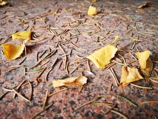 fallen autumn leaves
