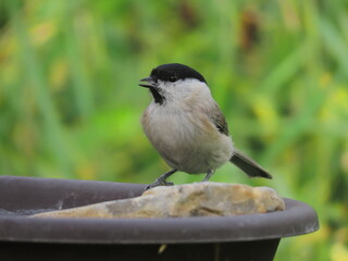 Marsh tit (Poecile palustris) drinking water. Beautiful marsh tit drinking water from a small pond, with beautiful blurry clear light green natural background. Common bird drinking water.