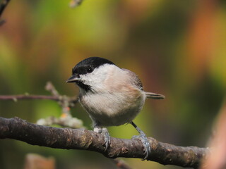 Marsh tit (Poecile palustris) perching on a tree branch with a beautiful natural coloured background. Common bird posing during, with natural coloured bg behind (dark green, green, orange, red)