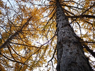 The trees, yellow , red in autumn. Time of year autumn